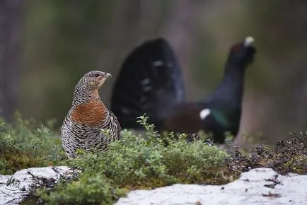 Cocoșul de munte (Tetrao urogallus) de reproducere, fotografii, fapte interesante