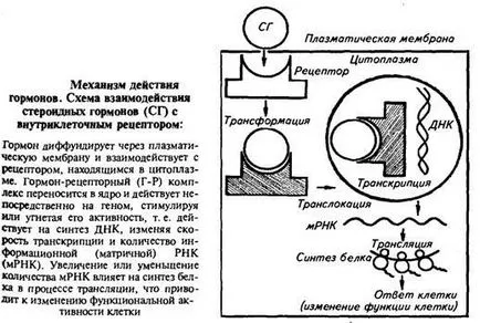 Хормоните - амино киселинни производни