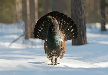 Cocoșul de munte (Tetrao urogallus) de reproducere, fotografii, fapte interesante