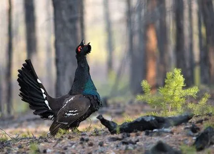 Siketfajd (Tetrao urogallus) tenyésztés, fotók, érdekességek