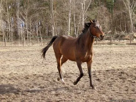 Suit pej ló - 13 fotó - kép - képek természetes világ