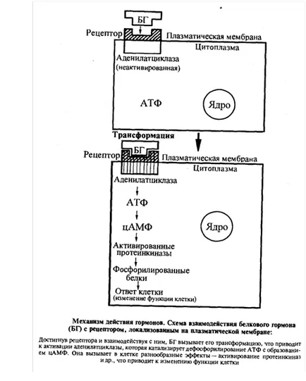 Хормоните - амино киселинни производни