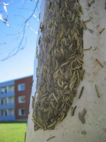 Bird cireșe molia hermină (yponomeuta evonymella l