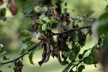 Гъбични и вирусни заболявания на ябълкови дървета