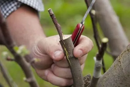 soiuri de pere, de plantare, îngrijire, reproducere, cultivare, fertilizare, udare, tăiere, reglementare,