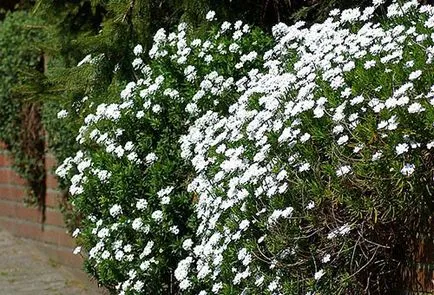 plantare Iberis și de îngrijire în câmp deschis, cele mai importante reguli de creștere a plantelor