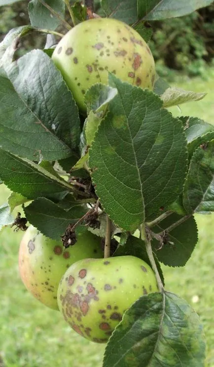 Гъбични и вирусни заболявания на ябълкови дървета