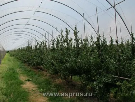 Иновативната технология на отглеждане на цариградско грозде на пергола, appyapm