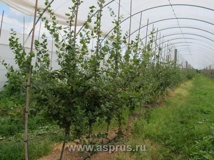 Иновативната технология на отглеждане на цариградско грозде на пергола, appyapm