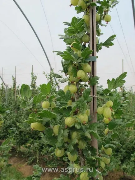 Tehnologia inovatoare de cultivare a agrișe pe un spalier, appyapm