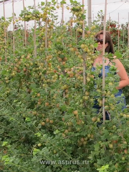 Tehnologia inovatoare de cultivare a agrișe pe un spalier, appyapm