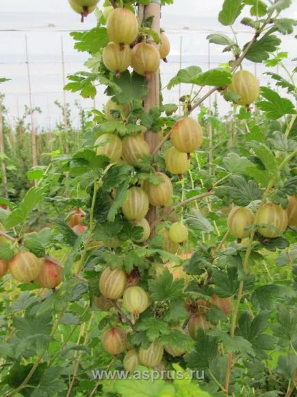 Иновативната технология на отглеждане на цариградско грозде на пергола, appyapm