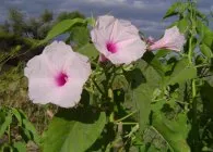 Morning Glory interesante specii, în creștere de la semințe, de îngrijire