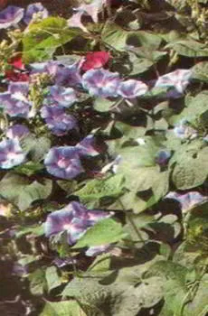 Ipomoea Purpurea farbitis (pharbitis) култивиране, сортове