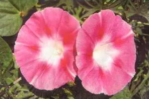 Ipomoea Purpurea farbitis (pharbitis) култивиране, сортове