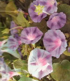 Ipomoea Purpurea farbitis (pharbitis) култивиране, сортове