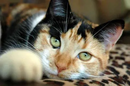 fapte interesante Calico pisica (tri-color) sunt aproape întotdeauna de sex feminin