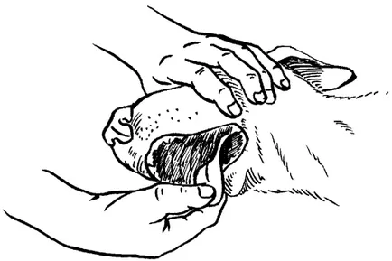 Изкуствено дишане и сърдечен масаж - ветеринарен справочник за собственици на кучета