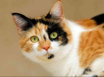 Érdekes tények Calico cat (háromszínű) majdnem mindig nő