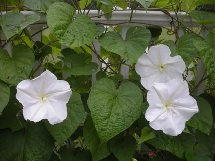 Morning Glory interesante specii, în creștere de la semințe, de îngrijire