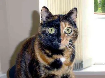 Érdekes tények Calico cat (háromszínű) majdnem mindig nő