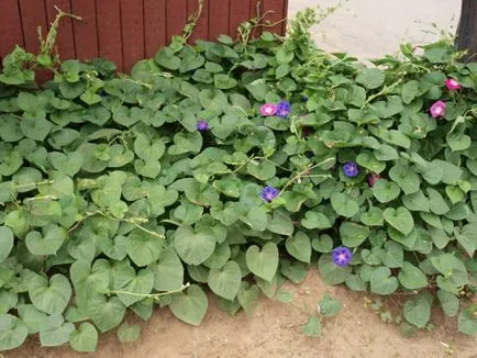 Ipomoea purpurea - szerény szulák