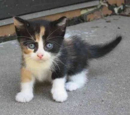 Érdekes tények Calico cat (háromszínű) majdnem mindig nő