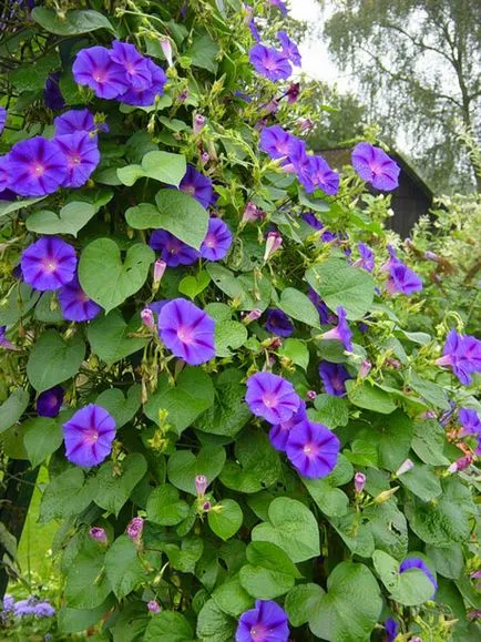 Morning Glory érdekes faj, egyre nagyobb a mag, gondoskodás