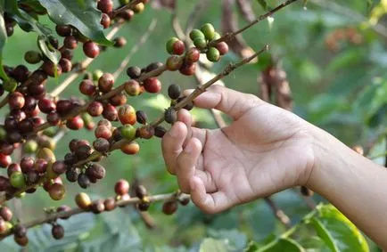 Ceea ce este în ciocolată din cacao sau cafea