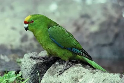 Kakariki (papagali) și descrierea conținutului la domiciliu