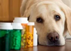 Cum de a da un câine o pastila 1