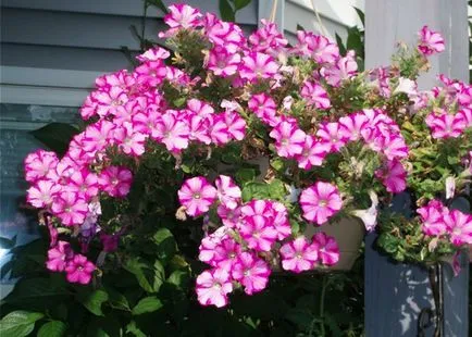 Cum se ajunge la petunia inflorit la flori plin, 6 acri