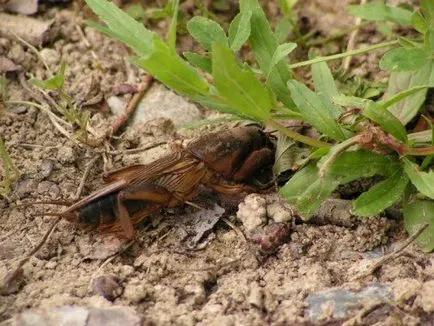 Cum să se ocupe cu Medvedkov, în grădină sau la cabana (video)