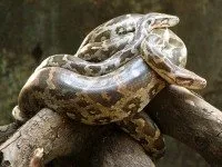 Hogyan lehet megszabadulni a kígyók a térségben - a kertben saját kezűleg