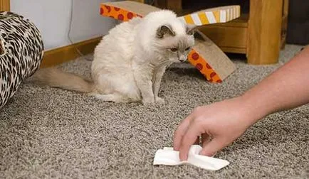 Cum să scapi de mirosul de urină de pisică în apartament