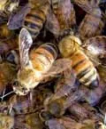 Как по-добре да се намери първокласен по отношение на грижите на слънце в продължение на пчелите - Членове - пчелен рай