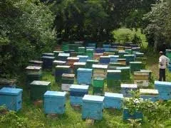 Hogyan kell vásárolni, és hogyan lehet vásárolni méhek méhészet méhek csomagolásához - cikkek - méh paradicsom
