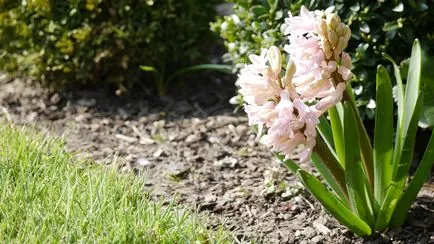 Cât de frumos flori de plante gaitsinty-casă în localitate