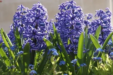 Cât de frumos flori de plante gaitsinty-casă în localitate