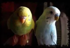 Hogyan kell tanítani a papagáj beszélni hullámos