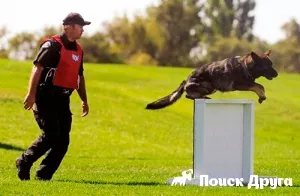 Hogyan kell tanítani a kutyát a parancsot gát - kutya képzés