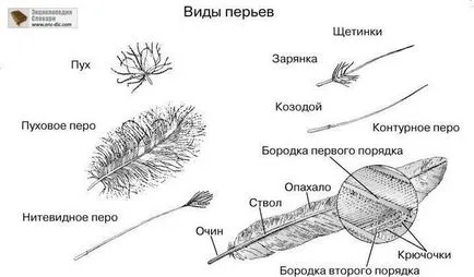 Как да се направи писалка, молив пера постепенно