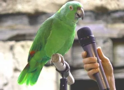 Cum de a preda un papagal pentru a vorbi acasă