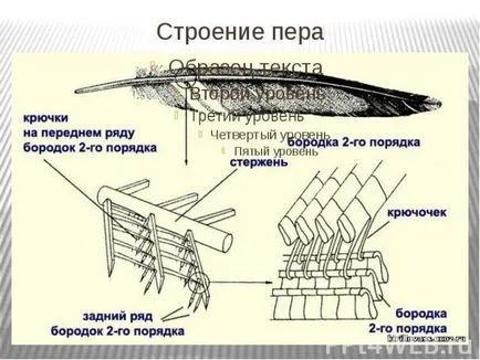 Как да се направи писалка, молив пера постепенно