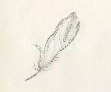 Cum de a desena un creion pană de pasăre în 2 pași natură