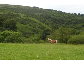 Cum să elaboreze politici de proprietate asupra terenului și a documentelor necesare