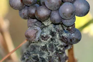 Сиво гниене по грозде като битка, отколкото за лечение на симптомите и причините за заболяването