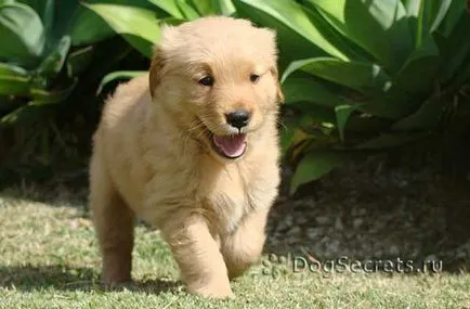 Cățeluși Golden Retriever, cum de a alege unde să cumpere