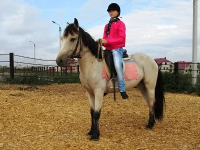 Hogyan kell megnyitni egy lovas klub - az induló tőke, a potenciális nyereség, különösen