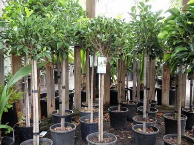 Как да изберем гърне за Ficus в зависимост от вида и размера на предприятието
